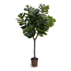 FIDDLE-LEAF FIG TREE, 10'