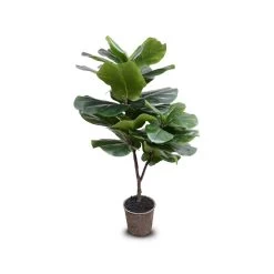 FIDDLE-LEAF FIG TREE, 50