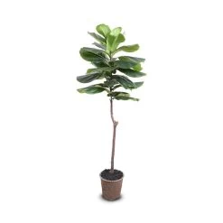 FIDDLE-LEAF FIG TREE, 62"