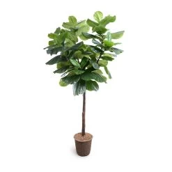 FIDDLE-LEAF FIG TREE, 7.5'