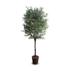 OLIVE TREE, 8'