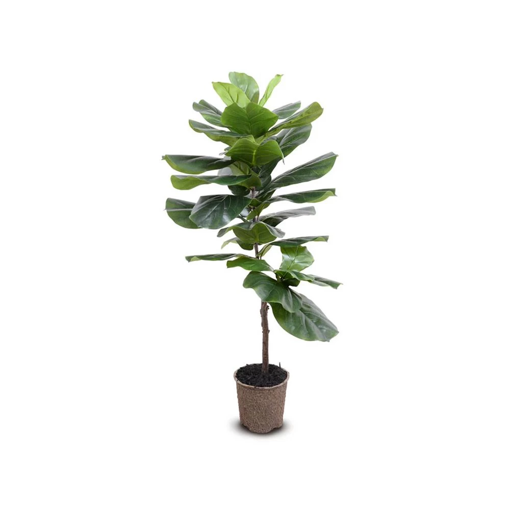 FIDDLE LEAF FIG TREE 48"