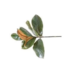 MAGNOLIA LEAF PICK, 14