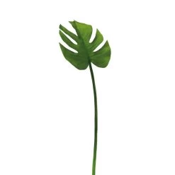 MONSTERA LEAF, 23L