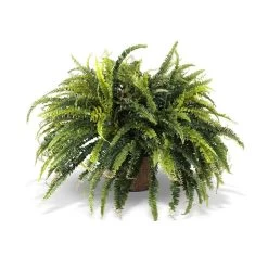 FOREST FERN, 24"