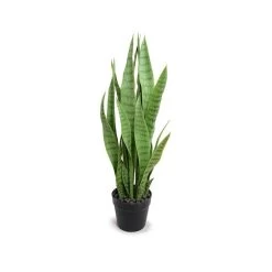 SNAKE AGAVE PLANT, 29"